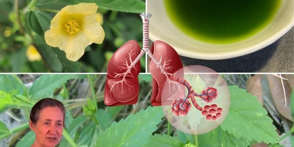 Nature’s Secret Weapon for Wellness