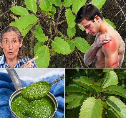 The Miracle Leaf That Transforms Your Health 🌿 – dogpjs.com The Miracle Leaf That Transforms Your Health 🌿 – dogpjs.com