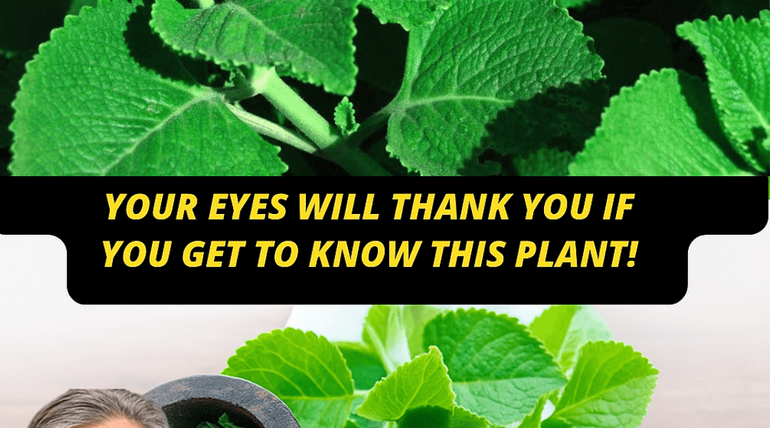 Natural Eye Remedies That Transform Your Sight ✨👁️ – dogpjs.com Natural Eye Remedies That Transform Your Sight ✨👁️ – dogpjs.com