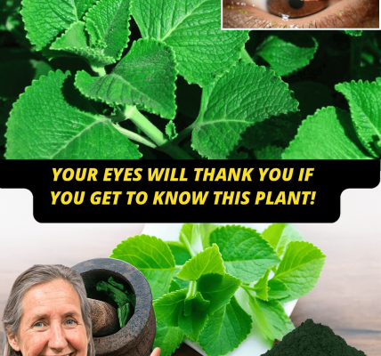 Natural Eye Remedies That Transform Your Sight ✨👁️ – dogpjs.com Natural Eye Remedies That Transform Your Sight ✨👁️ – dogpjs.com
