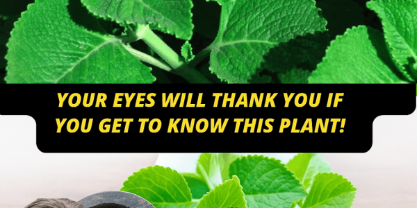 Natural Eye Remedies That Transform Your Sight ✨👁️ – dogpjs.com Natural Eye Remedies That Transform Your Sight ✨👁️ – dogpjs.com