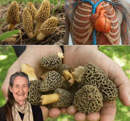 🍄 What If One Mushroom Could Transform Your Meals—and Your Health? – dogpjs.com