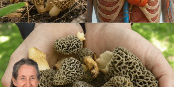 🍄 What If One Mushroom Could Transform Your Meals—and Your Health? – dogpjs.com