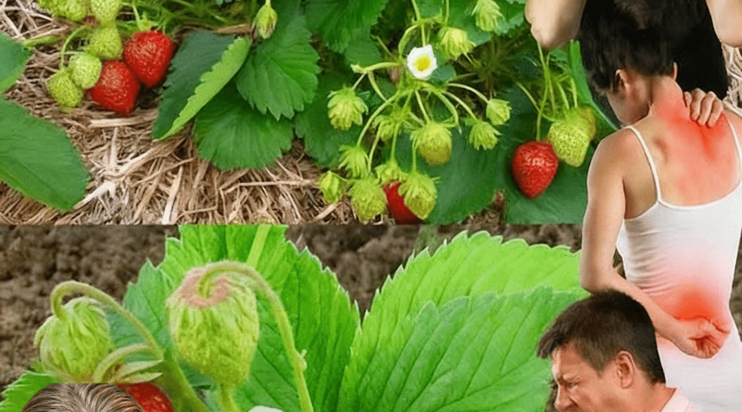 Everyone Loves Strawberries, But Most People Don’t Realize How Important Their Leaves Are! – dogpjs.com Everyone Loves Strawberries, But Most People Don’t Realize How Important Their Leaves Are! – dogpjs.com