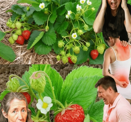 Everyone Loves Strawberries, But Most People Don’t Realize How Important Their Leaves Are! – dogpjs.com Everyone Loves Strawberries, But Most People Don’t Realize How Important Their Leaves Are! – dogpjs.com