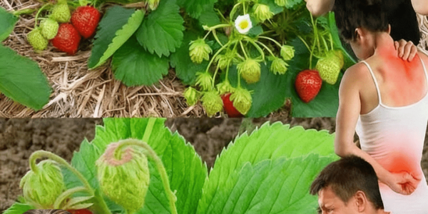 Everyone Loves Strawberries, But Most People Don’t Realize How Important Their Leaves Are! – dogpjs.com Everyone Loves Strawberries, But Most People Don’t Realize How Important Their Leaves Are! – dogpjs.com