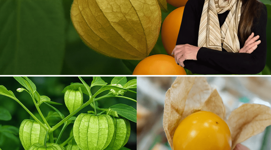 🌟 Goldenberries: The Tiny Superfruit You’ll Wish You Discovered Sooner 🌟 Goldenberries: The Tiny Superfruit You’ll Wish You Discovered Sooner