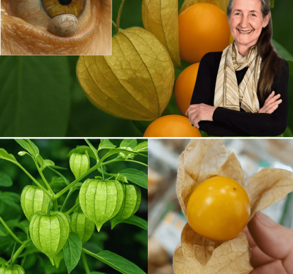 đ Goldenberries: The Tiny Superfruit Youâll Wish You Discovered Sooner đ Goldenberries: The Tiny Superfruit Youâll Wish You Discovered Sooner