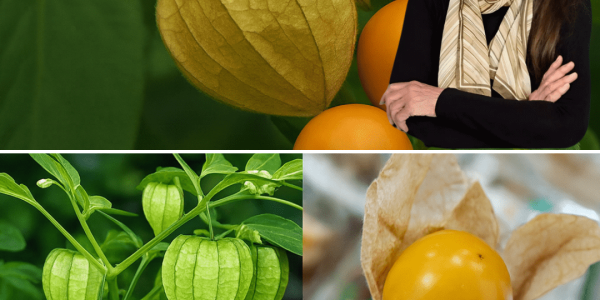 🌟 Goldenberries: The Tiny Superfruit You’ll Wish You Discovered Sooner 🌟 Goldenberries: The Tiny Superfruit You’ll Wish You Discovered Sooner