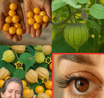 🌟 What If One Tiny Fruit Could Transform Your Health Forever? Discover the Hidden Power of Goldenberries! – dogpjs.com 🌟 What If One Tiny Fruit Could Transform Your Health Forever? Discover the Hidden Power of Goldenberries! – dogpjs.com