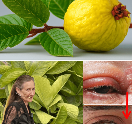 Transform Your Eye Health Naturally! 🌿 – dogpjs.com
