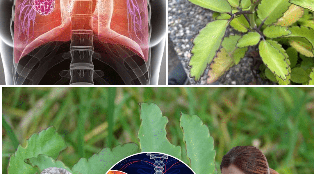 Miracle Leaf Unleashing Ancient Healing Secrets – dogpjs.com Miracle Leaf Unleashing Ancient Healing Secrets – dogpjs.com