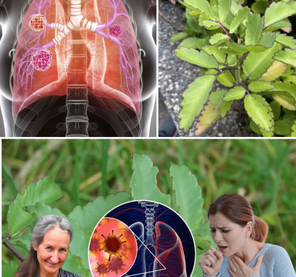 Miracle Leaf Unleashing Ancient Healing Secrets – dogpjs.com Miracle Leaf Unleashing Ancient Healing Secrets – dogpjs.com