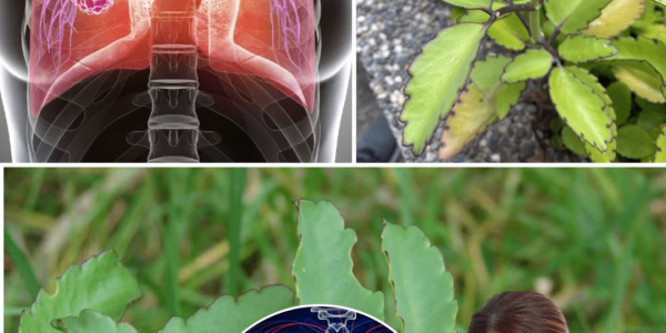 Miracle Leaf Unleashing Ancient Healing Secrets – dogpjs.com