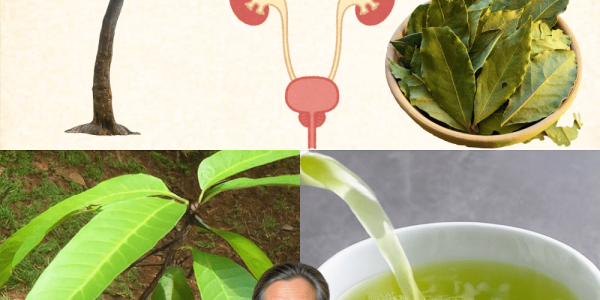 Unlock Serenity, Focus, and Inner Peace in Every Sip