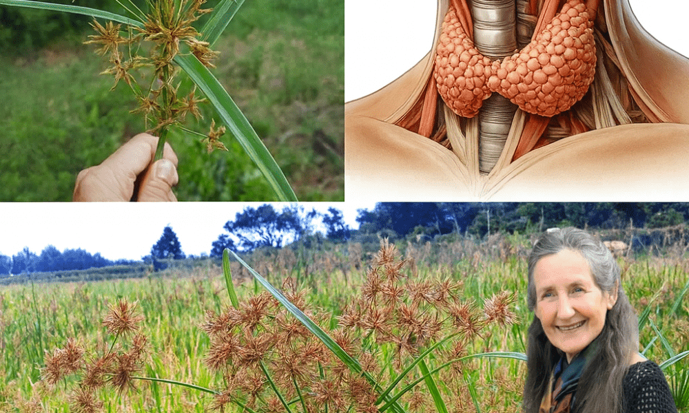 Why Cyperus Rotundus Deserves Your Attention Why Cyperus Rotundus Deserves Your Attention