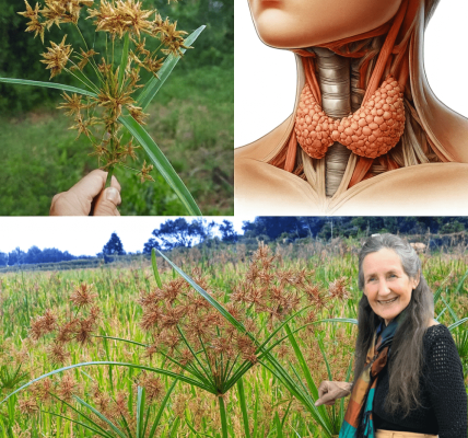 Why Cyperus Rotundus Deserves Your Attention Why Cyperus Rotundus Deserves Your Attention