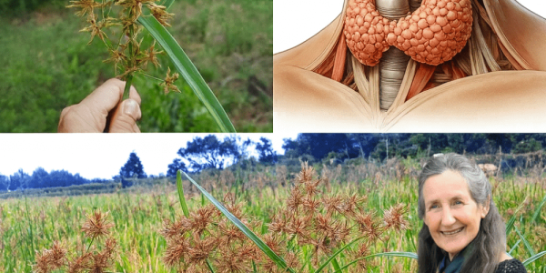 Why Cyperus Rotundus Deserves Your Attention