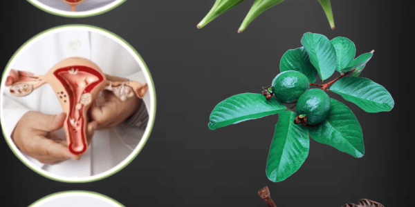 How Guava Leaves, Aidan Fruit, and Okra Could Unlock Your Path to Motherhood How Guava Leaves, Aidan Fruit, and Okra Could Unlock Your Path to Motherhood