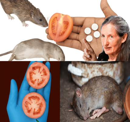 10 Swift Natural Weapons to Banish Mice and Rats Forever – Poison-Free, Trap-Free – dogpjs.com 10 Swift Natural Weapons to Banish Mice and Rats Forever – Poison-Free, Trap-Free – dogpjs.com