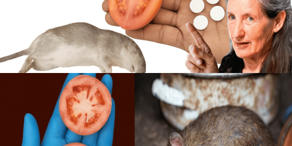 10 Swift Natural Weapons to Banish Mice and Rats Forever – Poison-Free, Trap-Free – dogpjs.com 10 Swift Natural Weapons to Banish Mice and Rats Forever – Poison-Free, Trap-Free – dogpjs.com