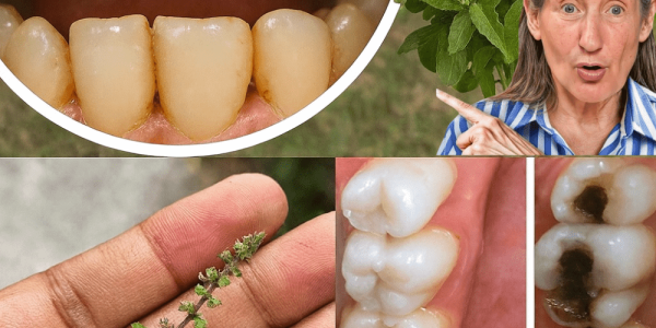 Transform Your Oral Health with Nature’s Sacred Healer – dogpjs.com