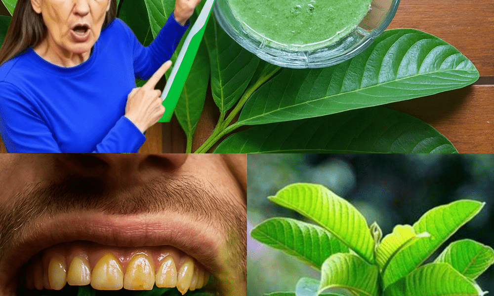 The Secret Natural Weapon That Stops Tooth Decay in Its Tracks – dogpjs.com The Secret Natural Weapon That Stops Tooth Decay in Its Tracks – dogpjs.com