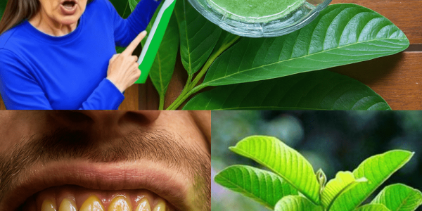 The Secret Natural Weapon That Stops Tooth Decay in Its Tracks – dogpjs.com The Secret Natural Weapon That Stops Tooth Decay in Its Tracks – dogpjs.com