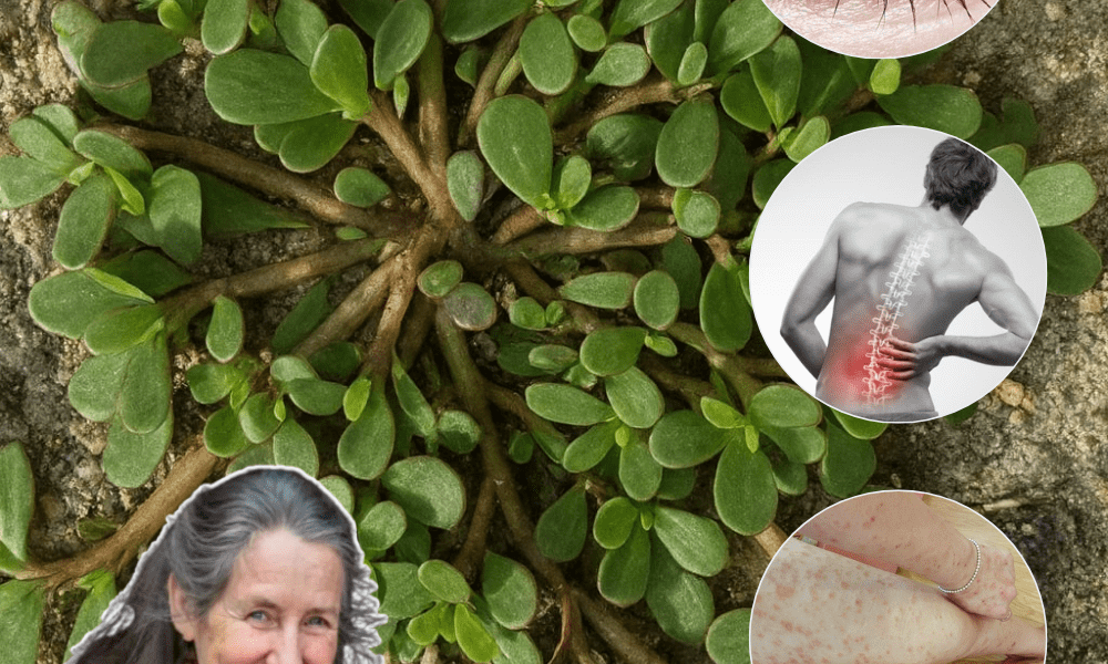 The Backyard Superfood That Beats Spinach, Fish, and Even Steak in Nutrition – dogpjs.com The Backyard Superfood That Beats Spinach, Fish, and Even Steak in Nutrition – dogpjs.com