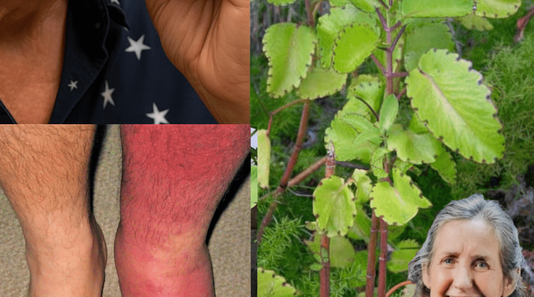 The Miraculous Leaf of Life 🌱 The Miraculous Leaf of Life 🌱