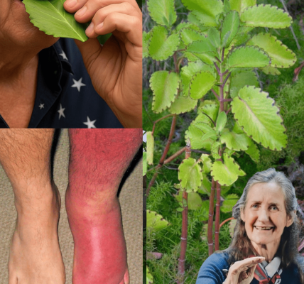 The Miraculous Leaf of Life 🌱 The Miraculous Leaf of Life 🌱