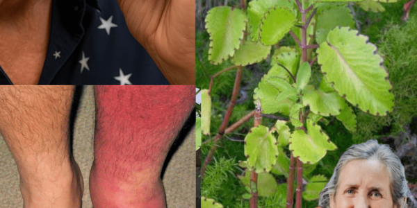 The Miraculous Leaf of Life 🌱 The Miraculous Leaf of Life 🌱