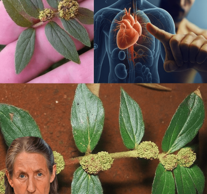 Nature’s Secret Weapon for Health and Healing Nature’s Secret Weapon for Health and Healing