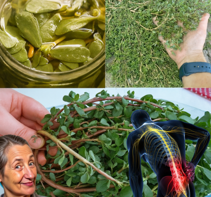 Unlock the Secret Superfood: Why Purslane Deserves a Spot in Your Diet Unlock the Secret Superfood: Why Purslane Deserves a Spot in Your Diet