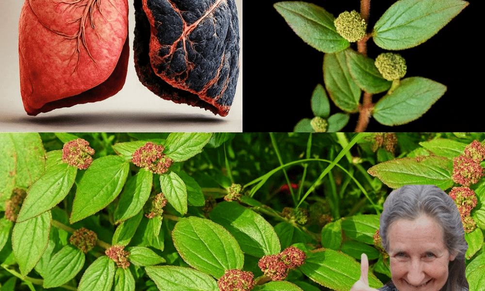 The Asthma Plant That Could Revolutionize Your Health The Asthma Plant That Could Revolutionize Your Health