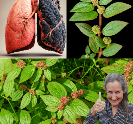 The Asthma Plant That Could Revolutionize Your Health The Asthma Plant That Could Revolutionize Your Health
