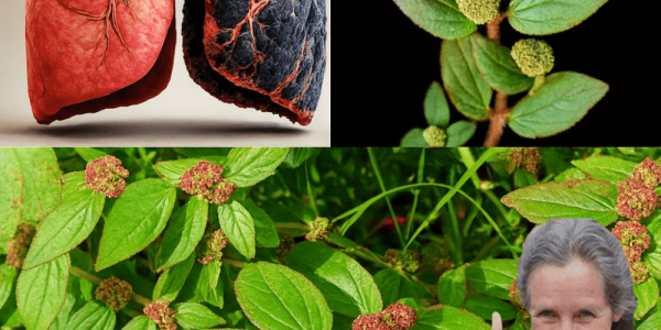 The Asthma Plant That Could Revolutionize Your Health The Asthma Plant That Could Revolutionize Your Health
