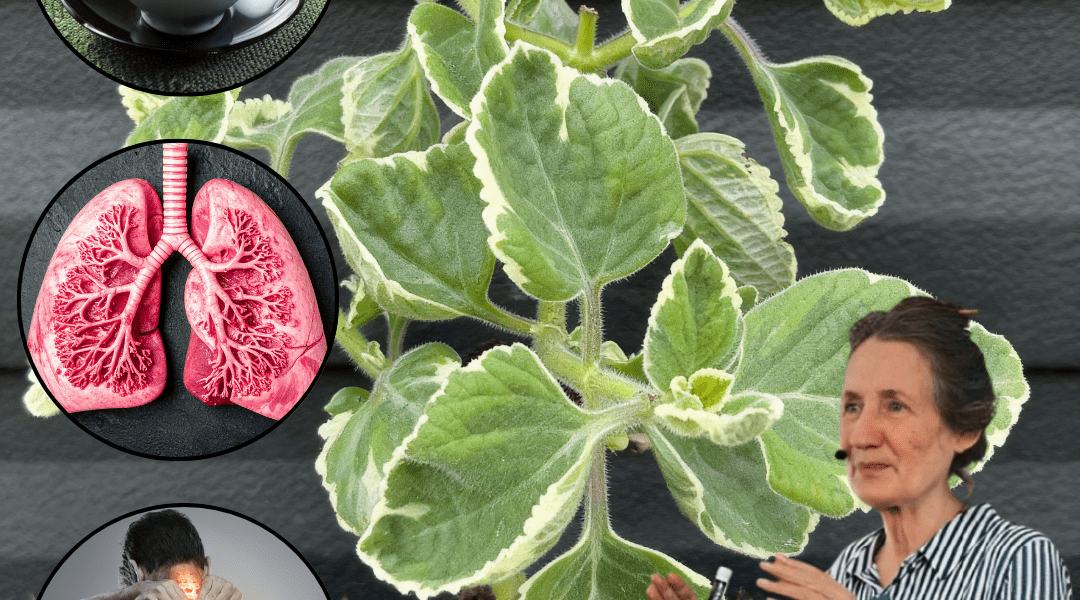 šæ 18 Reasons to Make Oregano Your Homeās Secret Weapon šæ 18 Reasons to Make Oregano Your Homeās Secret Weapon