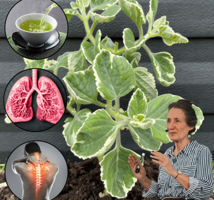 🌿 18 Reasons to Make Oregano Your Home’s Secret Weapon 🌿 18 Reasons to Make Oregano Your Home’s Secret Weapon