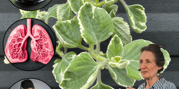 🌿 18 Reasons to Make Oregano Your Home’s Secret Weapon 🌿 18 Reasons to Make Oregano Your Home’s Secret Weapon