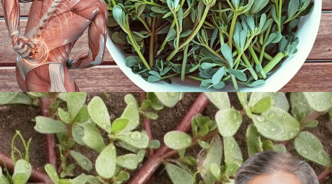 The Superfood Weed You’ll Wish You Embraced Sooner The Superfood Weed You’ll Wish You Embraced Sooner