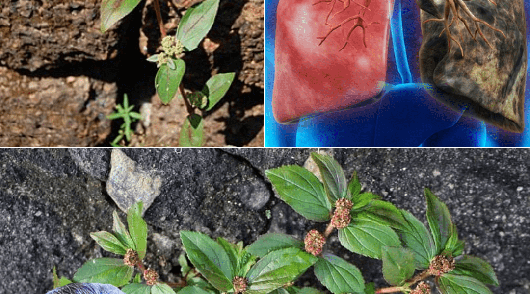 Why This Unassuming Weed Could Be Your Secret Weapon for Natural Healing Why This Unassuming Weed Could Be Your Secret Weapon for Natural Healing