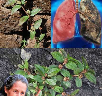 Why This Unassuming Weed Could Be Your Secret Weapon for Natural Healing Why This Unassuming Weed Could Be Your Secret Weapon for Natural Healing