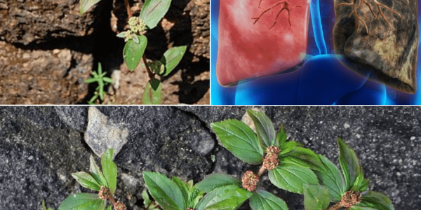 Why This Unassuming Weed Could Be Your Secret Weapon for Natural Healing Why This Unassuming Weed Could Be Your Secret Weapon for Natural Healing