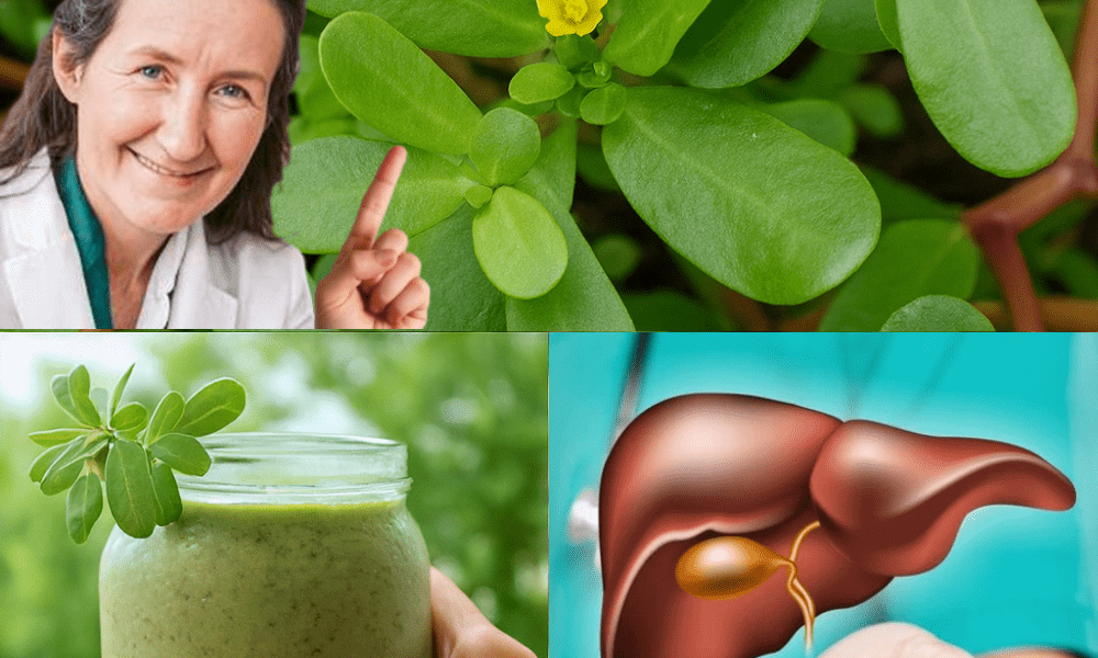 Why Purslane Deserves Your Attention Why Purslane Deserves Your Attention