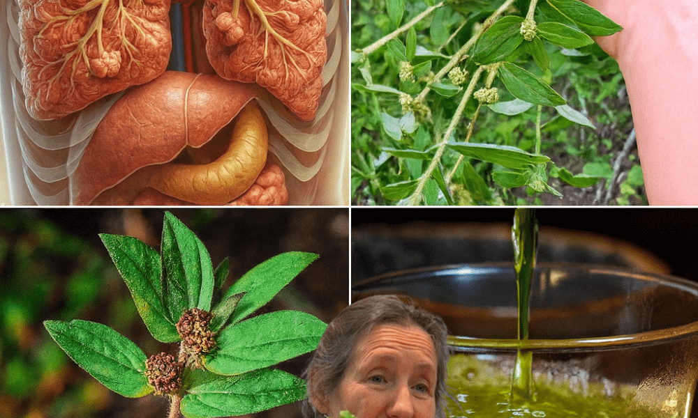 Unleash Your Vitality with Euphorbia Hirta 🌿 Unleash Your Vitality with Euphorbia Hirta 🌿