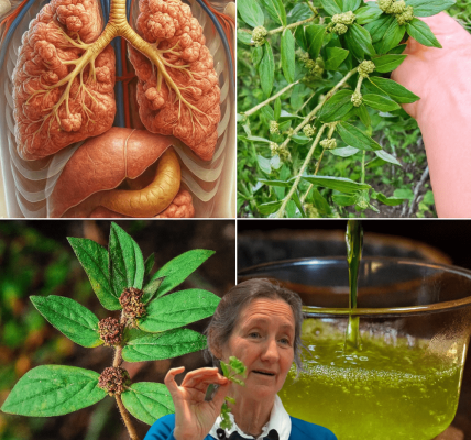 Unleash Your Vitality with Euphorbia Hirta 🌿 Unleash Your Vitality with Euphorbia Hirta 🌿