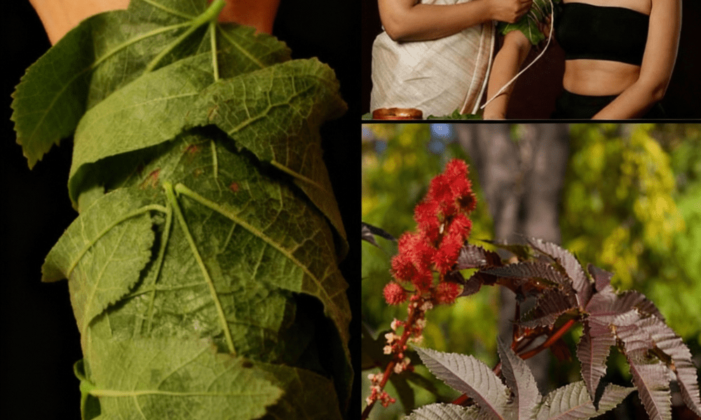 10 Astonishing Benefits of Castor Leaves You Need to Know 10 Astonishing Benefits of Castor Leaves You Need to Know