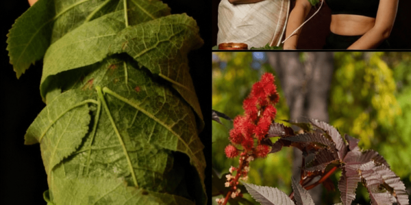10 Astonishing Benefits of Castor Leaves You Need to Know