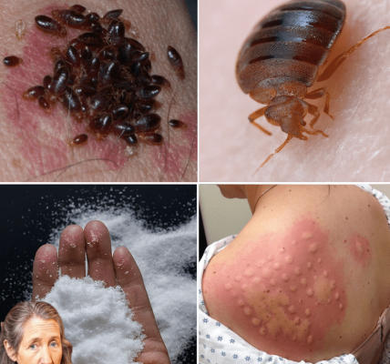 Proven Strategies to Banish These Sneaky Pests from Your Home Proven Strategies to Banish These Sneaky Pests from Your Home